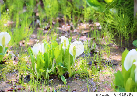 ミズバショウの花 64419296