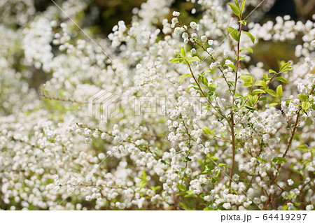 シジミバナの花 64419297