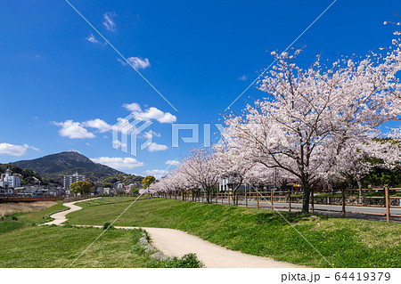 板櫃川沿いの桜並木と皿倉山　　北九州市八幡東区高見 64419379