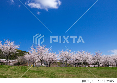 河川敷と桜並木と住宅街 64419485