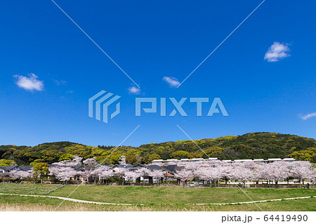 河川敷と桜並木と住宅街 河川敷と桜並木と住宅街 64419490