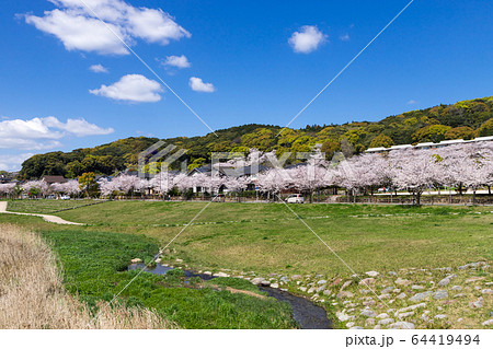 河川敷と桜並木と住宅街 64419494