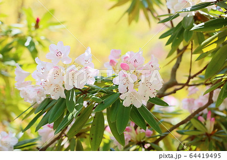 シャクナゲの花 シャクナゲの花 64419495