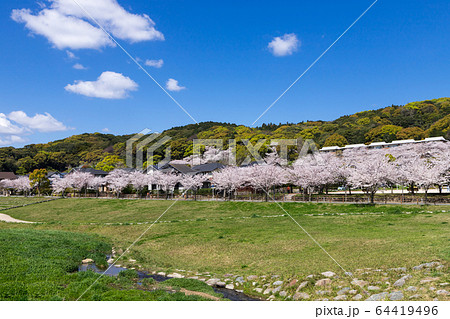 河川敷と桜並木と住宅街 64419496