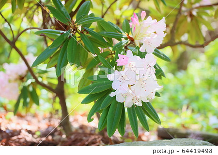 シャクナゲの花 64419498
