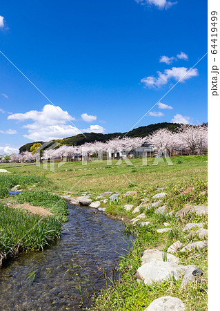河川敷と桜並木と住宅街 64419499