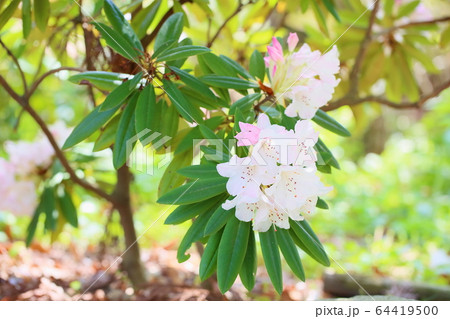 シャクナゲの花 シャクナゲの花 64419500