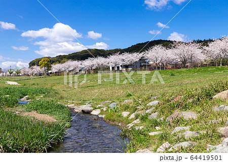 河川敷と桜並木と住宅街 64419501