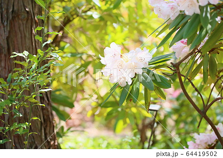 シャクナゲの花 64419502