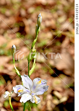 シャガ(射干) シャガ(射干) 64419514