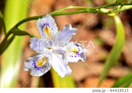 シャガ（射干） 64419515