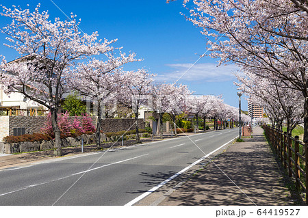 桜並木と住宅街の写真素材 [64419527] - PIXTA