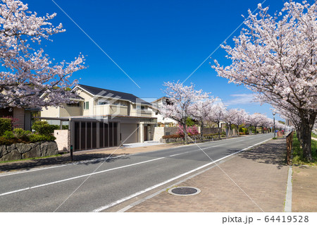 桜並木と住宅街 64419528