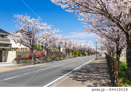 桜並木と住宅街 桜並木と住宅街 64419529