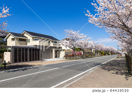 桜並木と住宅街 64419530