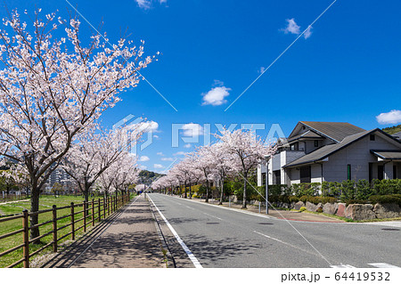 桜並木と住宅街 64419532