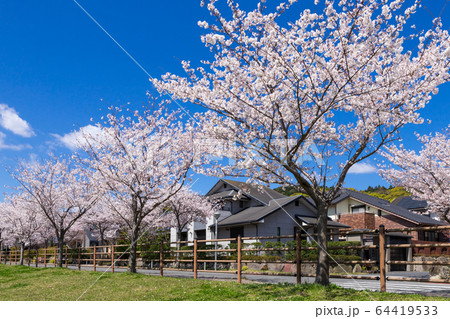 桜並木と住宅街 桜並木と住宅街 64419533