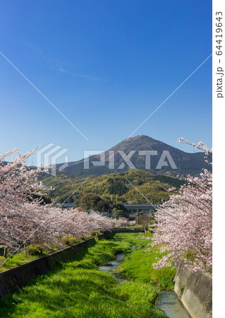 貫川沿いの桜並木と貫山　　北九州市小倉南区 64419643