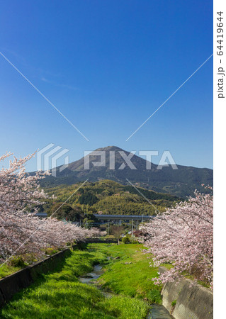 貫川沿いの桜並木と貫山　　北九州市小倉南区 64419644