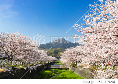 貫川沿いの桜並木と貫山 北九州市小倉南区 貫川沿いの桜並木と貫山 北九州市小倉南区 64419648