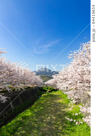 貫川沿いの桜並木と貫山　　北九州市小倉南区 64419654