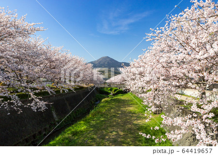 貫川沿いの桜並木と貫山 北九州市小倉南区 貫川沿いの桜並木と貫山 北九州市小倉南区 64419657
