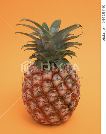 ピーチパイン 64419740