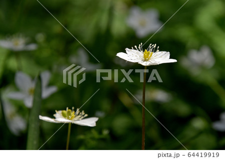 ニリンソウ（二輪草） 64419919