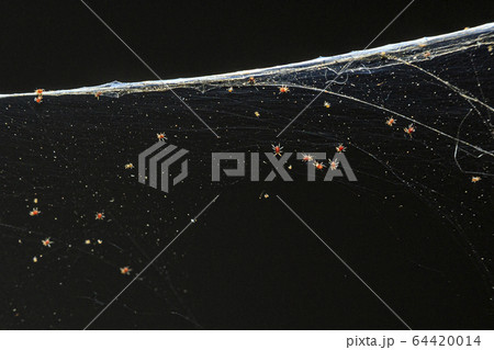 A big group of young spiders hatching from a A big group of young spiders hatching from a 64420014