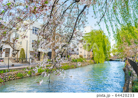 日本の春 群馬県前橋 広瀬川河畔緑地の桜の風景 日本の春 群馬県前橋 広瀬川河畔緑地の桜の風景 64420233