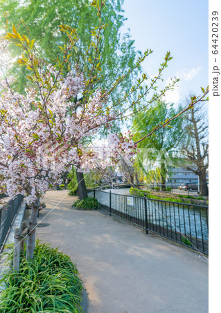 日本の春 群馬県前橋 広瀬川河畔緑地の桜の風景 64420239