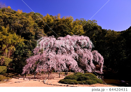 曹源寺のしだれ桜 64420431