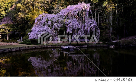 曹源寺のしだれ桜 曹源寺のしだれ桜 64420438