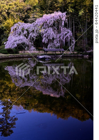 曹源寺のしだれ桜 曹源寺のしだれ桜 64420441
