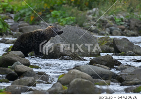 ヒグマ ヒグマ 64420626