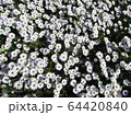 ピンク 形 柄 64420840