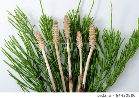 スギナとツクシ スギナとツクシ 64420986