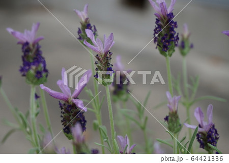 ラベンダー ラベンダー 64421336