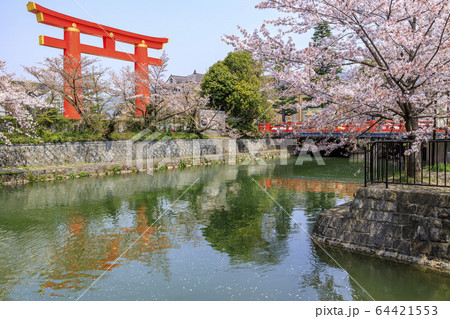 岡崎疎水 桜 岡崎疎水 桜 64421553