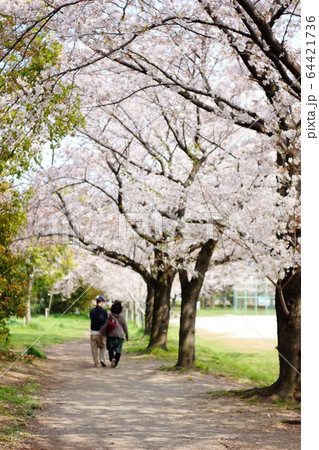 桜、日本の春、土手、クローズアップ、美しい、公園、道 64421736
