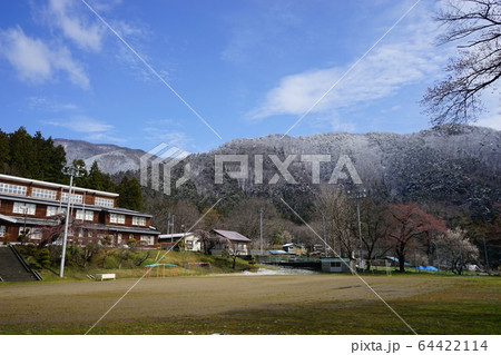 モリオカシダレが咲く二升石小学校 64422114