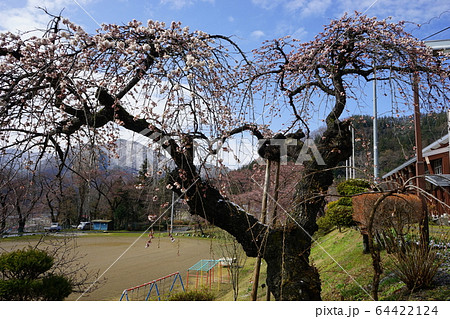 モリオカシダレが咲く二升石小学校 64422124