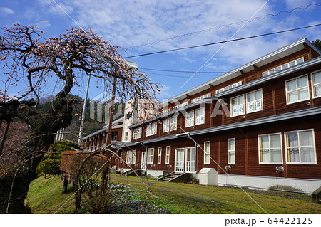 モリオカシダレが咲く二升石小学校 64422125