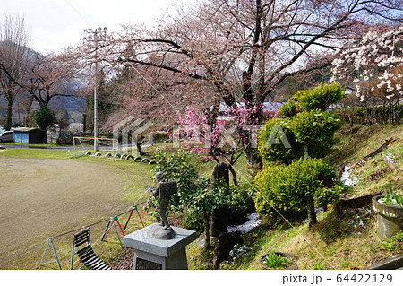 モリオカシダレが咲く二升石小学校 64422129