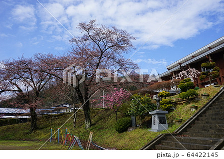 モリオカシダレが咲く二升石小学校 64422145