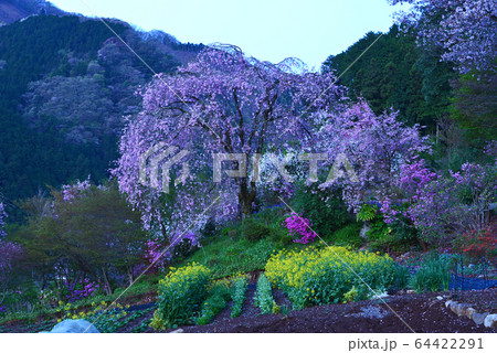 山里の桜 山里の桜 64422291