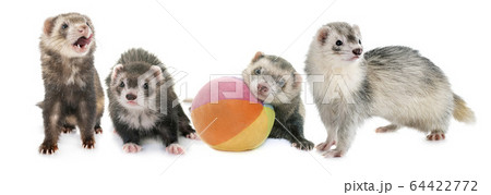 ferrets in studio ferrets in studio 64422772