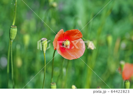 オレンジ色のナガミヒナゲシの花の写真素材