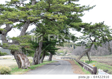 旧羽州街道　松並木　秋田県 64422910