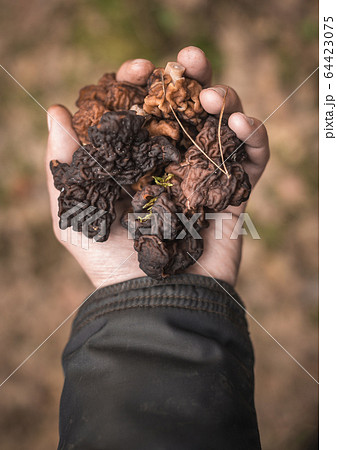 Gyromitra esculenta, false morel, beefsteak 64423075